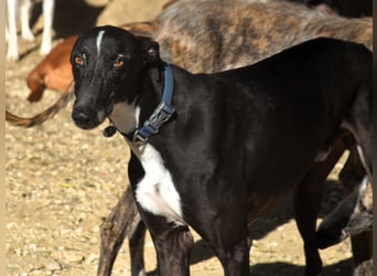 Faro2 05/2022 (in Deutschland) - verspielter und lieber, bezaubernder Galgo!