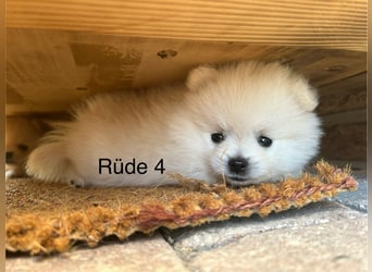 Pomeranian Zwergspitz Welpe