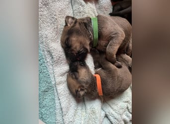 Wurf Cane Corso/Flat & Broholmer