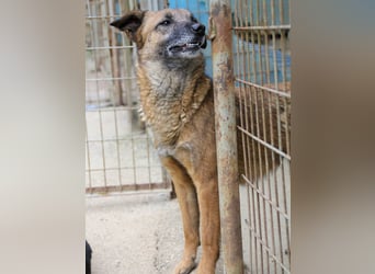 Kuckuck, zauberhafte NISHA sucht liebevolle Familie