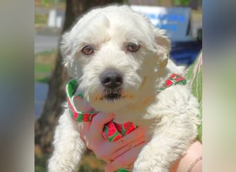 MARVIN, Malteser Mix