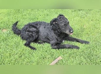 Mogli Pudelmix auf Pflegestelle 59399 Olfen