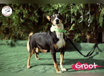 Groot 11/2018 (ESP) - sozialer und feinfühliger, kleiner Podenco-Mix!