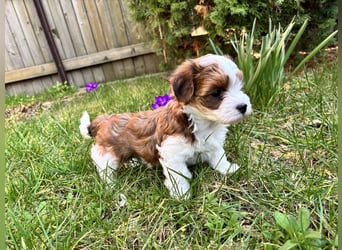 Hurra unserer Babys sind da! Havaneser Welpen suchen ein Zuhause