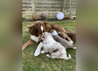 Reinrassige Australian Shepherd Welpen
