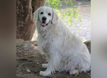White Amy - freundlich und verträglich - Tierhilfe Franken e.V.