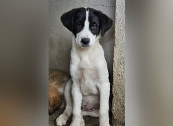 Zola, geb. ca. 01/2025, lebt in GRIECHENLAND, im städt. Tierheim Serres