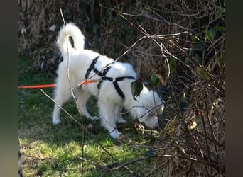 Arik, bereits auf PS in 57223 Kreuztal, sucht wunervolles Zuhause!