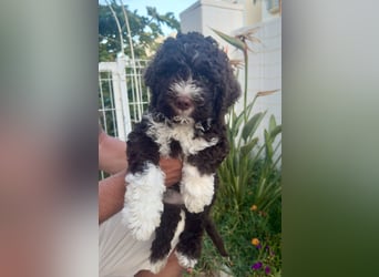 Lagotto Romagnolo Welpen reinrassige