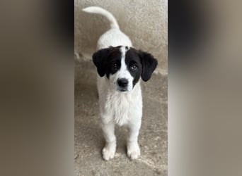 Zenzi, geb. ca. 01/2025, lebt in GRIECHENLAND, im städt. Tierheim Serres