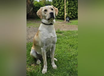 Nacho in 09618 Brand- Erbisdorf sucht sein Zuhause