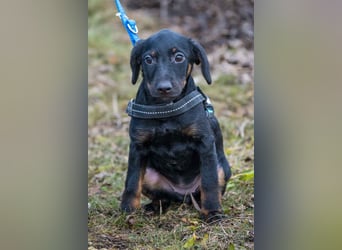 Bibi-SI, kleine Welpin sucht liebe Familie