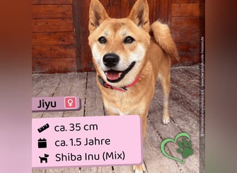 Jiyu