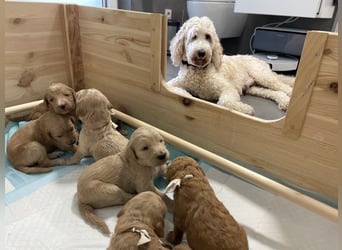 Goldendoodle F1bb Welpen -Liebevoll aufgezogen!