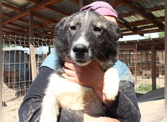 ♥NINCHEN♥ sehr zutrauliche Husky-Mix-Junghündin, die an uns Menschen sehr interessiert ist 44 cm
