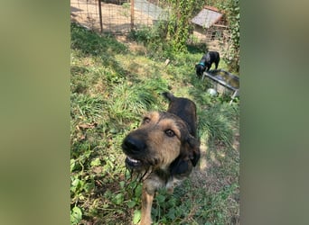 Leo - Jagdterrier Mix