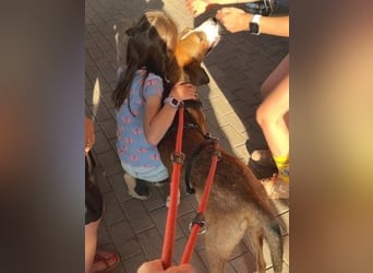 Terry - ein Herz auf 4 Pfoten sucht seine Familie