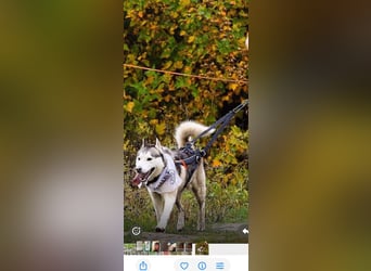 TUNGUS- sucht aktive, sportliche Menschen