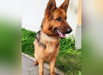 Tia ❤️ verschmuste, treue Schäferhündin