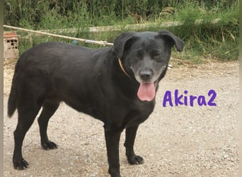Akira2 04/2017 (ESP) - ausgeglichene, sehr liebevolle und soziale Labrador-Mix Hündin!