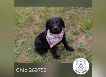Chip 269759: Hundekind sucht ein Zuhause
