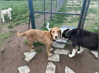Andas – Der leise Hund mit dem großen Herzen