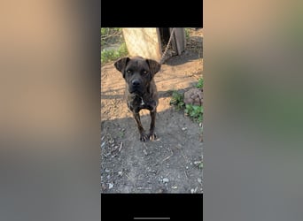 Greta
