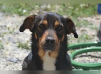 Bingo – einer von zwölf zurückgelassenen Hunden sucht ein neues Zuhause