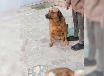 Daisy, familienfreundliche Traumhündin