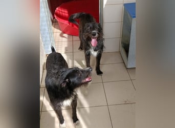 TOMILHO wünscht sich sein Traumkörbchen