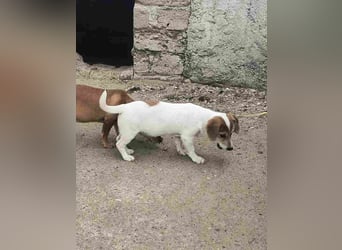 ⭐️Daja⭐️, Hündin, 3 Monate, 20 cm, Mischling, Tierschutz