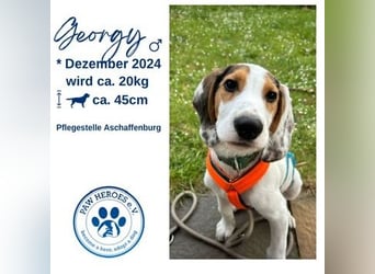 Beagle Mischlingswelpe GEORGY (Dezember 2024) sucht eine eigene Familie