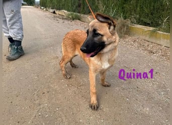 Quina1 06/2024 (ESP) - bezaubernde, aufgeschlossene & soziale Schäferhund-Mix Welpin!