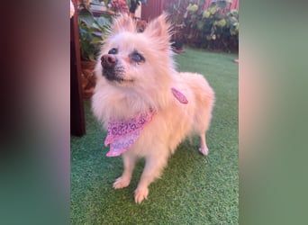 Nara SR – kleine Spitz-Prinzessin sucht endlich ihr Glück
