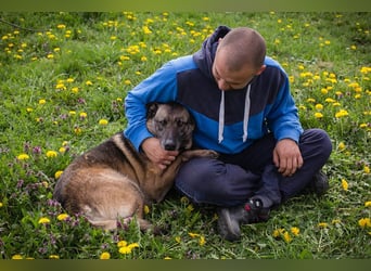 Flower-  Liebevolle Malinois-Mix-Hündin sucht ein geborgenes Zuhause