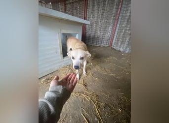 Fear sucht ein liebevolles Zuhause