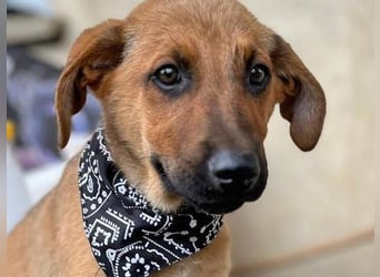 KIMO - möchte ins Hundeglück starten!