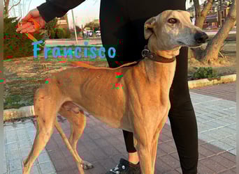 Francisco 09/2023 (ESP) - freundlicher und ausgeglichener, junger Galgo Rüde!