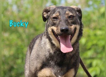 Bucky geb. 12/2021 - lustiger, aktiver und verspielter Outdoor-Begleiter!