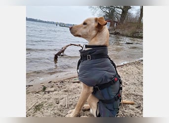 Doki ein hübscher Bube