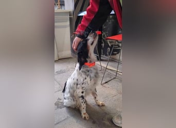 Milo - freundlicher Setter sucht sein Für-immer-Zuhause