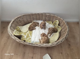 Maltipoo-Welpen