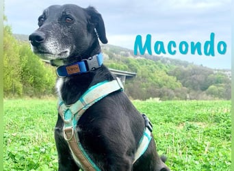 Macondo 04/2020 (in Deutschland) - treuer und liebevoller Labrador-Mix!