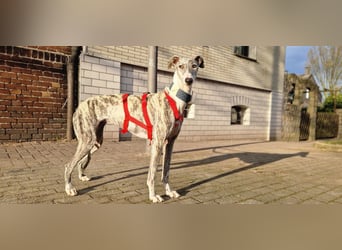 Selena wartet in 44579 Castrop-Rauxel