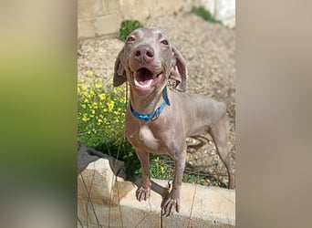 Vaiana – eine sanfte Weimaraner-Hündin