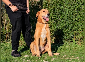 Mr John, Mix Labrador / Rafeiro Alentejano, lieb und verträglich