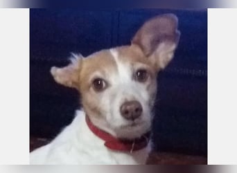 Bella (CO) sucht seine aktive Familie mit viel Humor