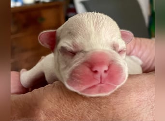 Süsse Französische Bulldoggenbabies sind da!