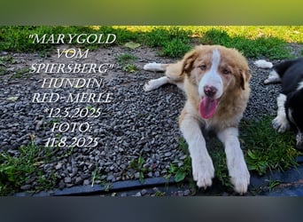 Border Collie-Welpen , black-,red-white und red-merle
