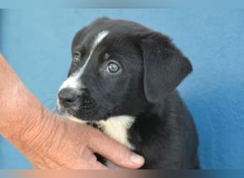 Der kleine Oreo braucht ein liebevolles Zuhause